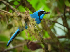 Turquoise jay in Colombia
