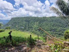 Guianan cock-of-the-rock in Colombia.