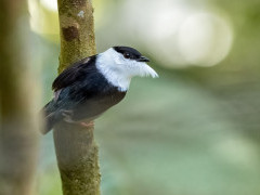 White-bearded manakin in Colombia