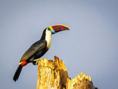 White-throated toucan in Colombia