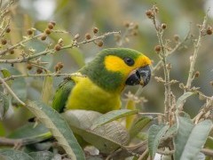 Yellow-eared parrot in Colombia