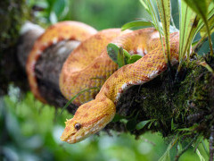 Adult eyelash pit viper in Costa Rica.