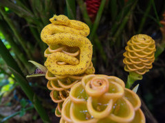 Adult eyelash pit viper in Costa Rica.
