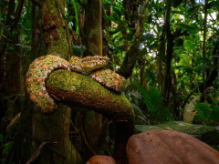 Adult eyelash pit viper in Costa Rica.