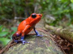 Strawberry blue jeans frog in Costa Rica.