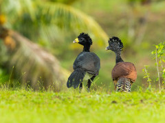 Great curassow in Costa Rica