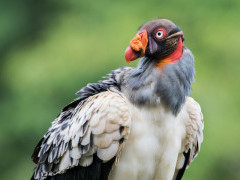 King vulture in Costa Rica