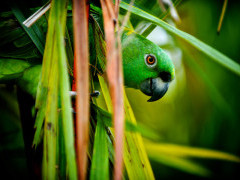 Yellow-naped parrot in Costa Rica