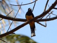 Black-headed trogon in Costa Rica.