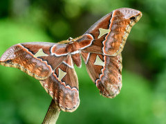Adult giant silk moth in Costa Rica.