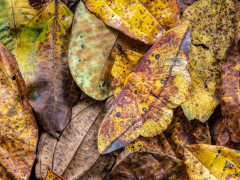 Adult silk moth in Costa Rica.