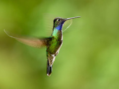 Magnificent hummingbird in Costa Rica.