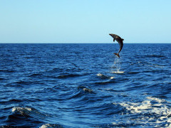 Bottlenose dolphin in Costa Rica