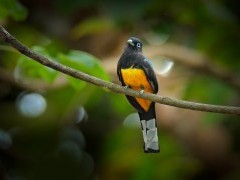 Trogon in Costa Rica