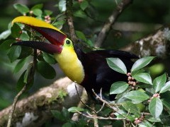 Chestnut-mandibled toucan in Costa Rica