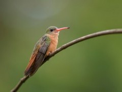 Cinnamon hummingbird in Costa Rica