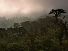 Cloud forest in Costa Rica