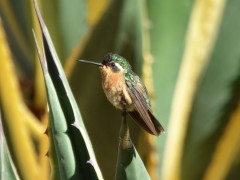 Purple-throated mountain gem in Costa Rica.