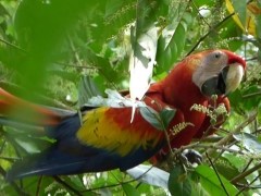Scarlet macaw in Costa Rica.