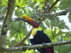 Black-manibled toucan in Costa Rica.