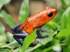 Strawberry poison dart frog in Costa Rica