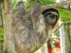 Three-toed sloth in Costa Rica