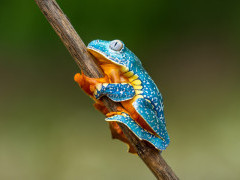 Golden-eyed leaf frog in Costa Rica