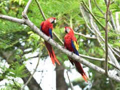 Scarlet macaw in Costa Rica