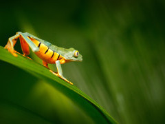 Splendid leaf frog in Costa Rica