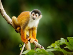 Squirrel monkey in Costa Rica