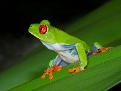 Red-eyed tree frog in Costa Rica