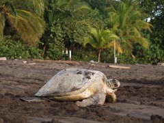 Turtle in Costa Rica