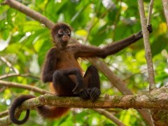 Geoffroy's spider monkey in Costa Rica