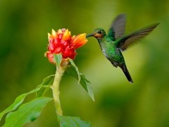Green-crowned hummingbird in Costa Rica