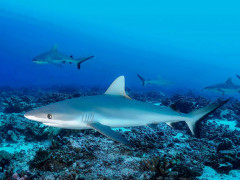 Grey reef shark in Costa Rica
