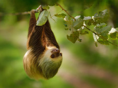 Hoffmann's two-toed sloth in Costa Rica