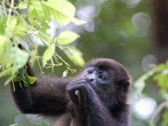 Howler monkey in Costa Rica