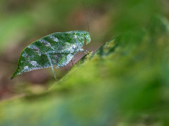 Katydid in Costa Rica.