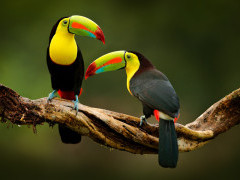 Keel-billed toucan in Costa Rica
