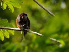 Mantled howler monkey in Costa Rica