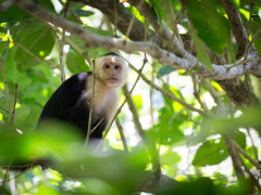 White-faced capuchin in Costa Rica