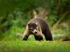 White-nosed coati in Manuel Antonio National Park, Costa Rica
