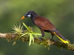 Montezuma oropendola in Costa Rica