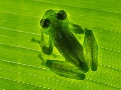Emerald glass frog in Costa Rica.