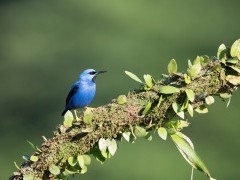 Honeycreeper in Costa Rica.