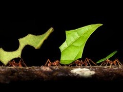 Leaf-cutter ants in Costa Rica.