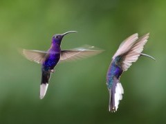 Sabrewing violet hummingbird in Costa Rica.