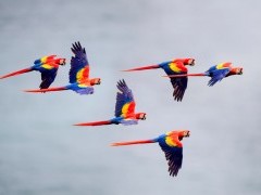 Scarlet macaws in Costa Rica.