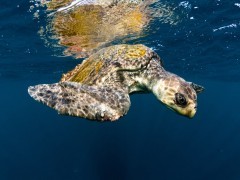 Olive ridley turtle in Costa Rica