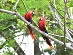 Scarlet macaws in Costa Rica